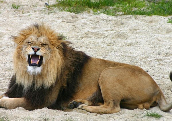 Löwe im Tierpark Herberstein